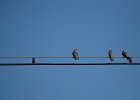 Oeverzwaluw (sand martin) Riparia Riparia - Gurvanbulag 14-08-2016 (1)